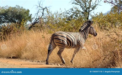 Zebra crossing the road stock photo. Image of province - 156597118