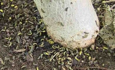 elm leaf beetle pupae and larvae at the base of an elm tree