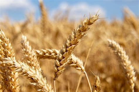 Wheat Grain Agriculture Free Photo On Pixabay Pixabay