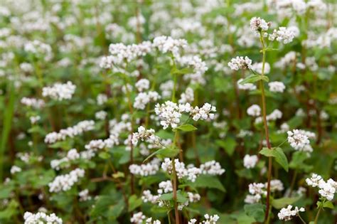 Premium Photo White Buckwheat Flowers During Flowering