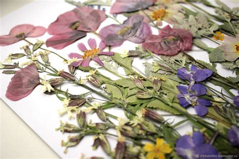 Сухоцветы гербарий картинка ботаника маки мята набор 16-9 – заказать на ...