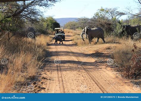 A Herd Or Flock Of African Elephants Crossing A Road In Welgevonden