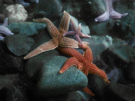 If A Starfish Looses An Arm Another Will Grow Replacing The Lost Arm
