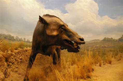 Bloguero Chileno Galería De Imágenes Daeodon O Dinohyus
