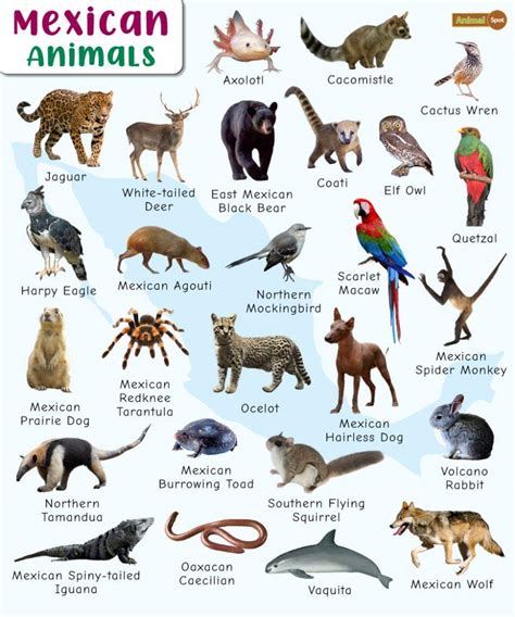 Mexican Animals Facts List Pictures And More