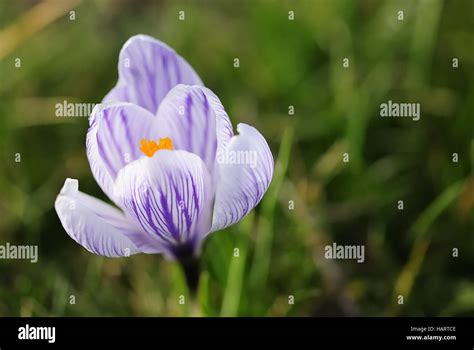 Krokus 26 Crocus 26 Stock Photo Alamy