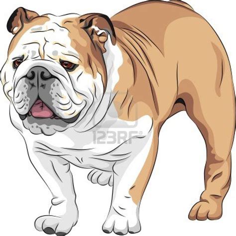 Color Sketch Of The Dog English Bulldog Breed Bulldog Breeds English