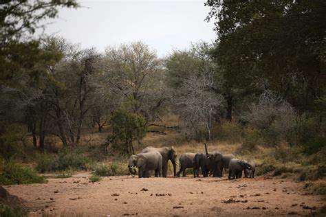 Where is Im A Celebrity Australia filmed?