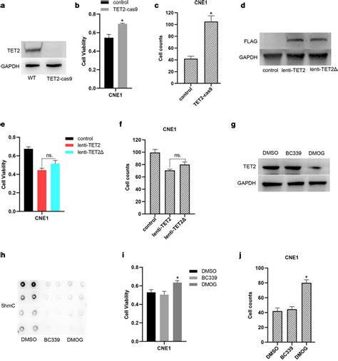 Tet2 Inhibiting Proliferation And Invasion Of Npc Cells Is Independent Download Scientific