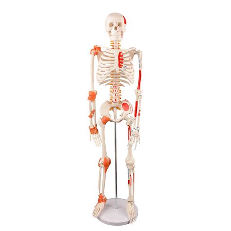 Buy Human Skeleton Model Half Life Size Skeleton Replica With