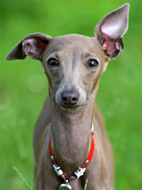 Can A Italian Greyhound Guard A Home