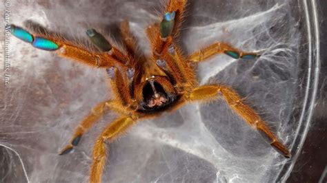 Pterinochilus Murinus Orange Baboon Tarantula Obt Spider