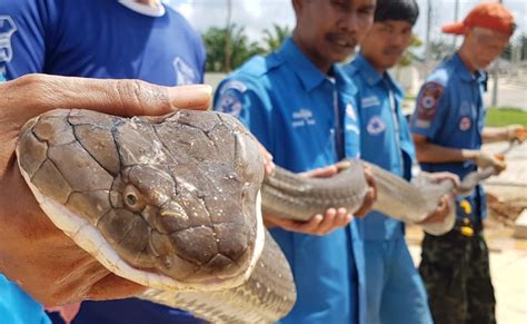 Largest King Cobra Ever