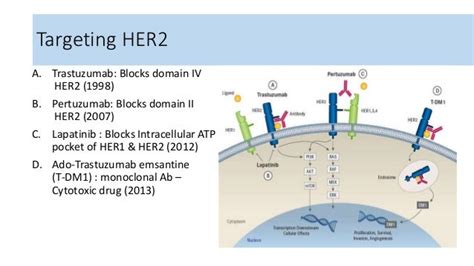 Treatment of her2 positive breast cancer