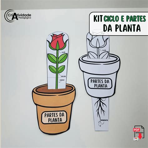 Atividades Partes Da Planta