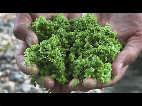 МОЛОТЫЙ ГОРОХ, РЫБАЛКА НА САЗАНА В ГРОЗУ, ловля рыбы, поклёвки рыбы ...