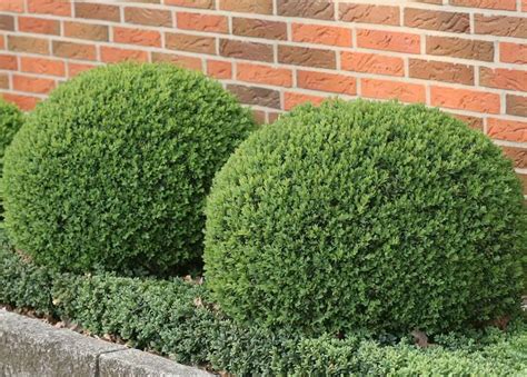 Buxus Sempervirens Box Common Box American Boxwood Plantinfo