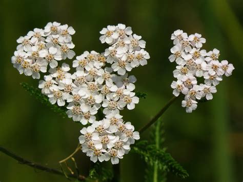 stolisnik Archives - Priroda Hrvatske