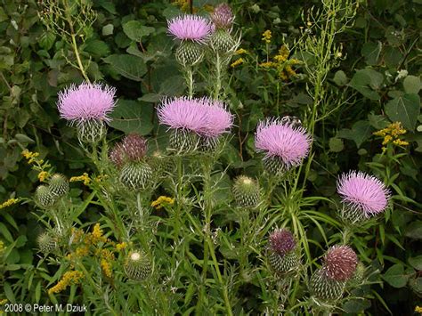 Cirsium Discolor Field Thistle Minnesota Wildflowers