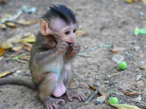 cebidae      cebidae stock  hd images