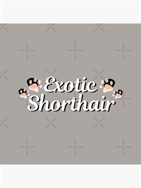 Exotic Shorthair Cat Breed Poster For Sale By Creativekris Redbubble