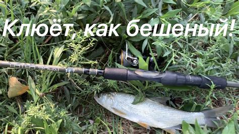 Ловля жереха на вертушки и блёсна! #жерех #рыбалка #fishing_video # ...