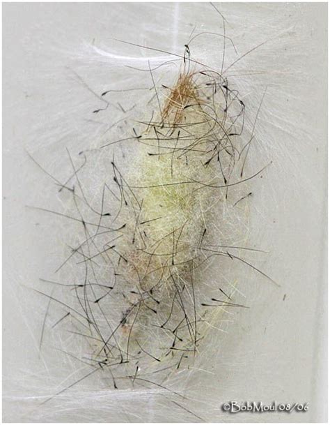 White-marked Tussock Moth Cocoon by Bob Moul | Abstrakt, Insekten, Filzen