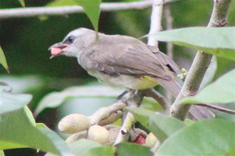 Burung Khas Aceh Terancam Punah Medcomid