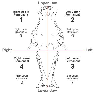 40 Best Pictures Cat Dental Chart Triadan Modified Triadan System