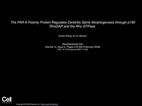 The Par Polarity Protein Regulates Dendritic Spine Morphogenesis