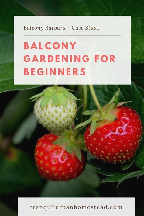 A Case Study About Balcony Gardening For Beginners A Story Of How One