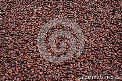 Drying Cocoa Seeds Royalty Free Stock Photos - Image: 1464398