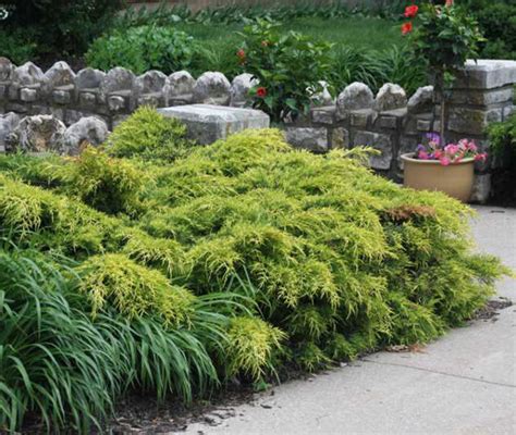 Можжевельник средний Голд Кост (Juniperus x media Gold Coast ...