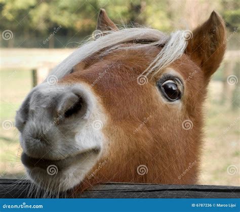 намордник лошади стоковое фото. изображение насчитывающей ферма - 6787236