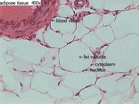 Adipose Tissue Labeled Diagram