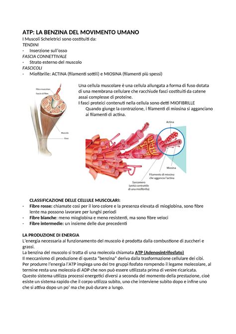 ATP Chgyg ATP LA BENZINA DEL MOVIMENTO UMANO I Muscoli Scheletrici