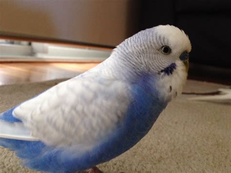 Pictures - Budgie info