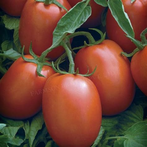 Fb Abhione F1 Hybrid Tomato Seeds Packaging Type Packet At Rs 898