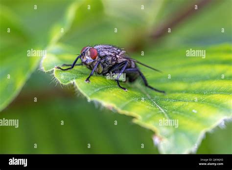 housefly musca domestica sitting  res stock photography  images