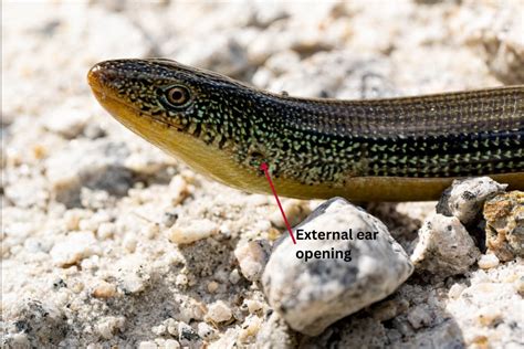 Eastern Glass Lizard Natures Glass Act Coastal Georgia Botanical