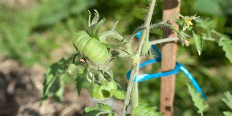 Tomato Stakes