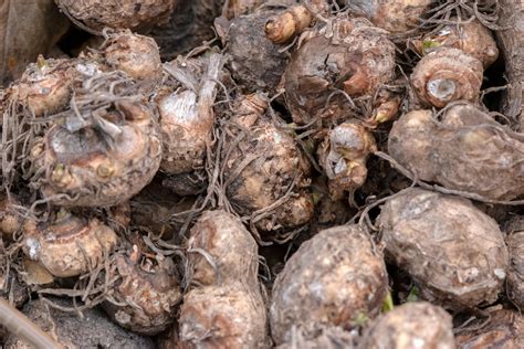 Callas richtig überwintern So gelingt s