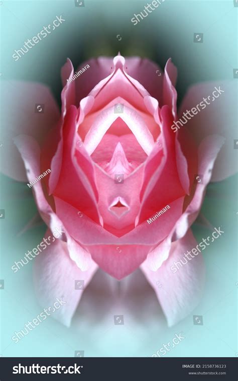 Sex Pussy Vulva Clitoris Vagina Orgasm Stock Photo 2158736123 Shutterstock