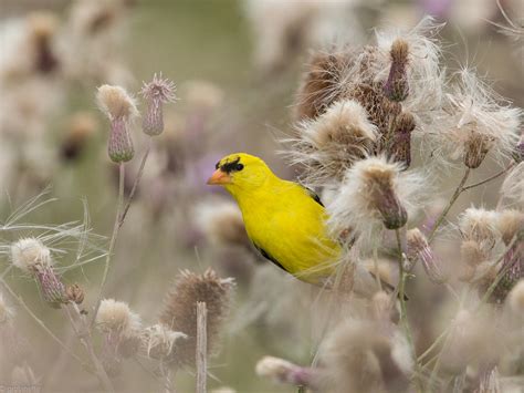 audubon works  central pennsylvania audubon pennsylvania