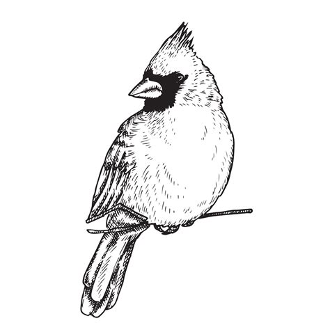 Drawing In Vintage Style Cardinal Bird Sketch Christmas Decoration