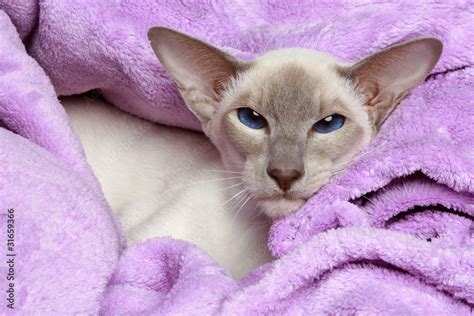 Lilac Point Siamese Cats