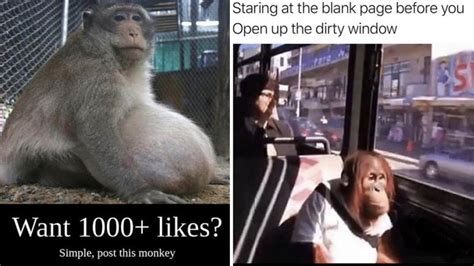 13 Monkey Memes To Return To A Simpler Point In Our Evolution | Know Your Meme