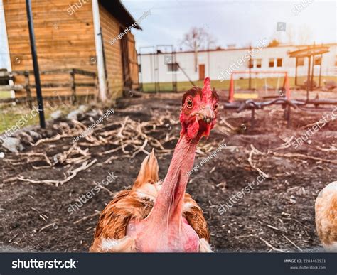 Naked Neck Chicken Closeup Portrait Funny Stock Photo Shutterstock