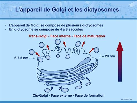 PPT 1 Les Membranes 2 La Surface Cellulaire 3 Les Mitochondries 4