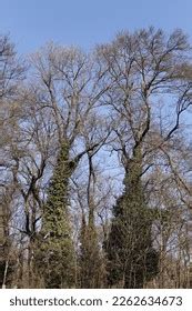Naked Trees Winter Branches City Garden Stock Photo 2262634673 Shutterstock